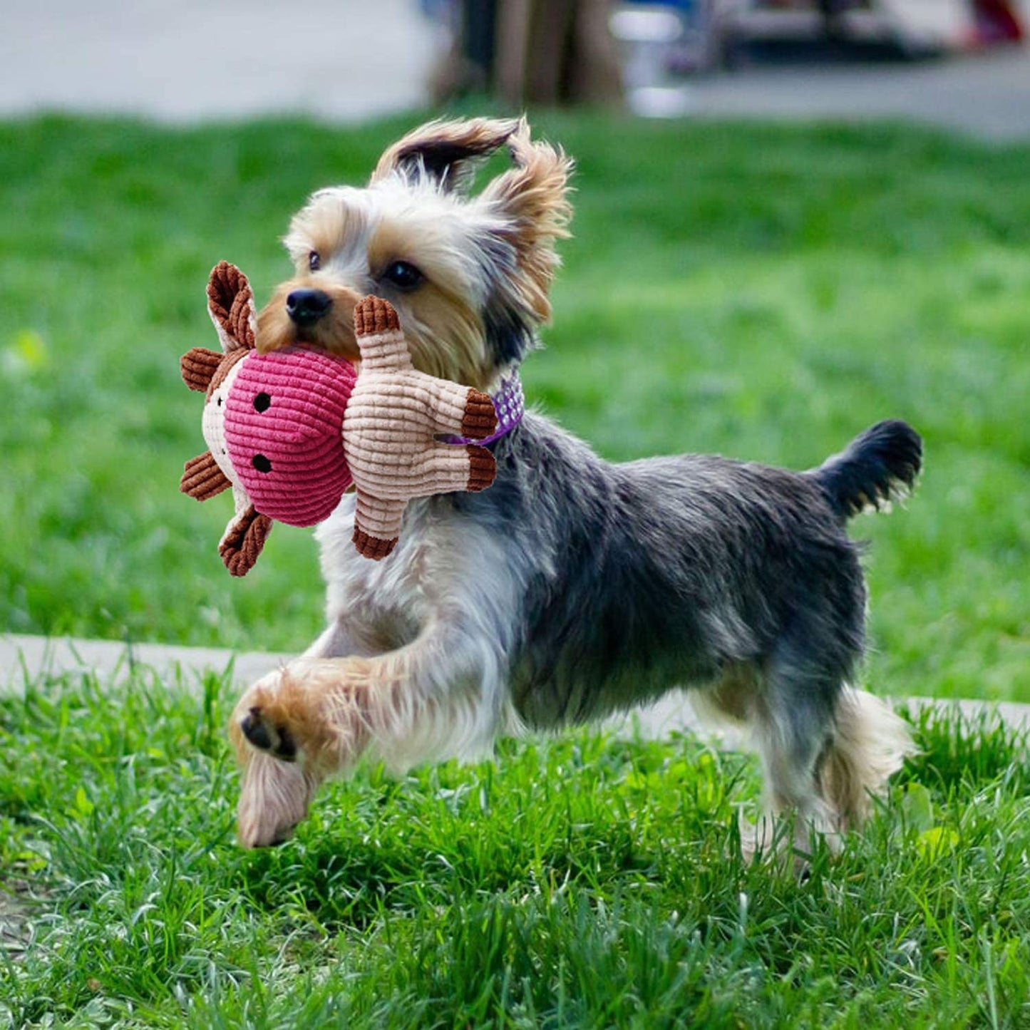 Toozey Hundespielzeug Kleine Hunde - 7 Stück Welpenspielzeug - Langlebiges Kauspielzeug und Quietschspielzeug Intelligenz - Naturbaumwolle und Ungiftig