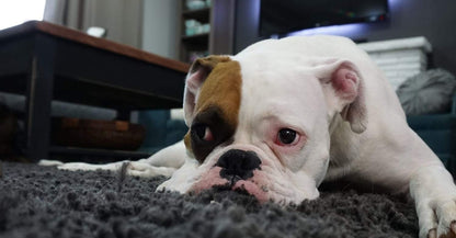 Toozey Hundespielzeug Kleine Hunde - 7 Stück Welpenspielzeug - Langlebiges Kauspielzeug und Quietschspielzeug Intelligenz - Naturbaumwolle und Ungiftig