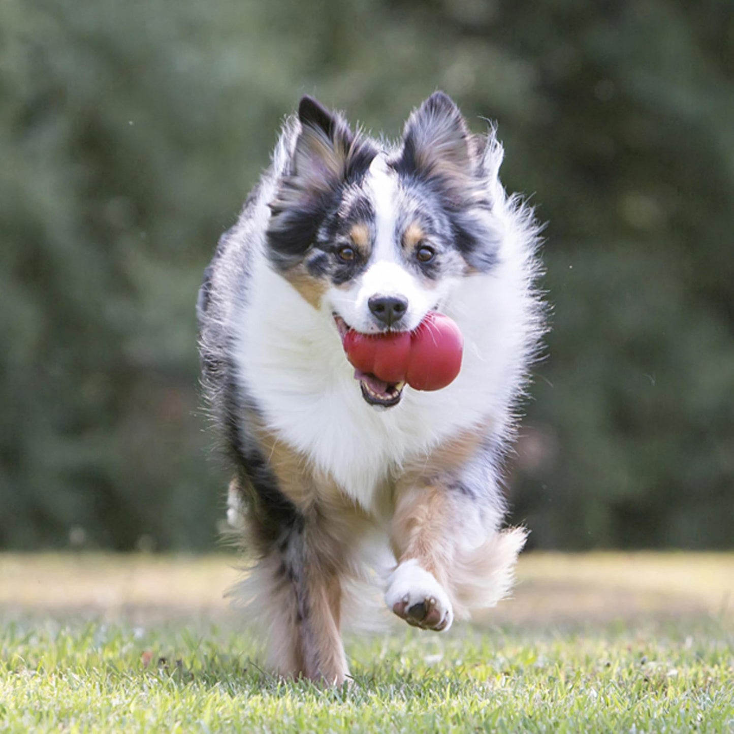 KONG Classic - Füllbares Hundespielzeug - Apportier- und Kauspielzeug für Hunde - Kann Mit Leckerlis Gefüllt Werden - Strapazierfähiges Naturkautschukmaterial - Für Große Hunde