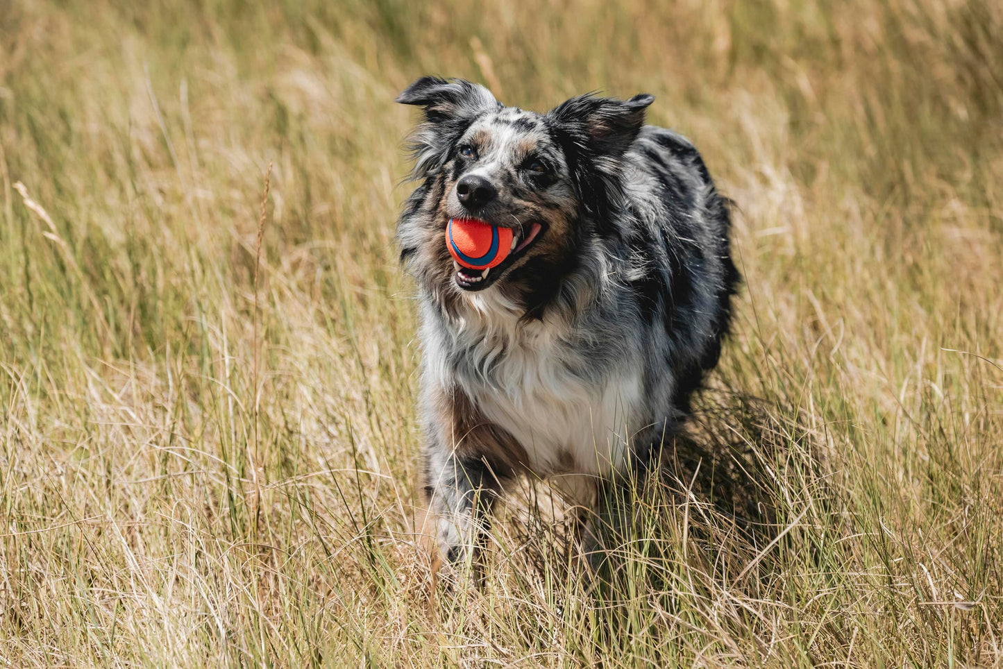 Chuckit! Ultra Ball Medium 1er Pack (2 Bälle) Multicolor